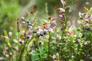 wild bosbes in zomer Woud. foto