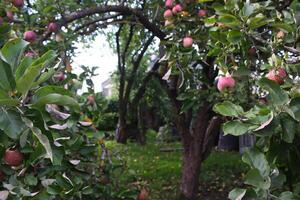 rode appels aan een boom foto