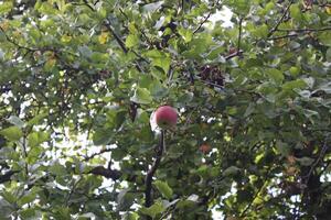 rode appels aan een boom foto