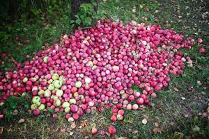 rood appels in zomer tuin foto