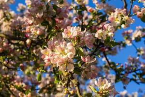 bloeiend appel boom Bij voorjaar in de platteland. foto