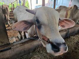 boeren hebben begonnen kous koeien in voorbereiding voor de eid al-qurban vakantie foto