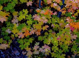 herfst in Utah platteland foto