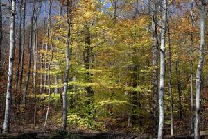 herfst van blauw nok parkway foto