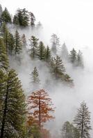 sequoia nationaal park mist foto