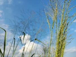 detailopname van planten groeit Aan veld- tegen lucht foto