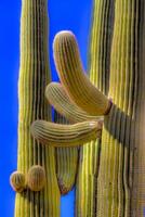 nationaal park saguaro foto