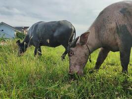 buffel na een modder bad foto