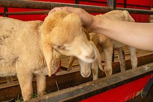 kinderboerderij dier groepen schapen ovis Ram Aan de nationaal boerderij de foto is geschikt naar gebruik voor boerderij poster en dier inhoud media.