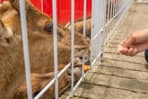 mini dierentuin vrije tijd werkzaamheid voeden hert cervidae Aan de tuin park. de foto is geschikt naar gebruik voor natuur dier achtergrond, dierentuin poster en reclame.