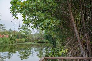 groen boom mangrove rhizophora over- de meer. de foto is geschikt naar gebruik voor natuur achtergrond en inhoud media.