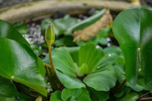 groen blad van water sla piste stratiotes Aan de tuin zwembad. de foto is geschikt naar gebruik voor botanisch achtergrond, natuur poster en flora onderwijs inhoud media.