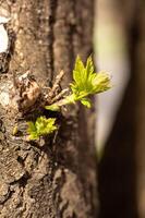 jong bladeren Aan een boom in de lente. Ondiep diepte van veld. foto