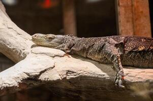 varanus redder, algemeen bekend net zo de water toezicht houden op hagedis leugens Aan een steen in de dierentuin foto