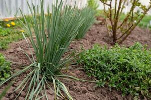 narcis spruiten groeit in de tuin. tuinieren en landbouw concept. foto