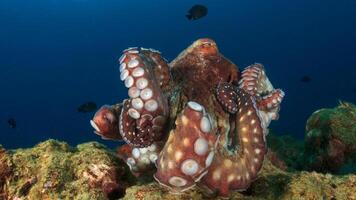 detailopname visie van een gemeenschappelijk Octopus vulgaris zwemmen onderwater, macro portret onder water foto