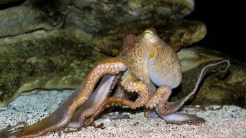 detailopname visie van een gemeenschappelijk Octopus vulgaris zwemmen onderwater, macro portret onder water foto