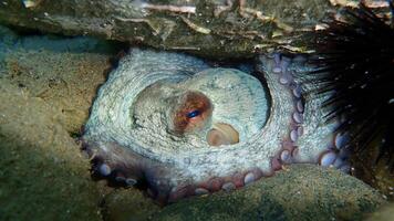 detailopname visie van een gemeenschappelijk Octopus vulgaris zwemmen onderwater, macro portret onder water foto