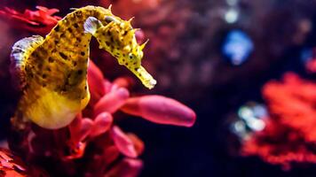 detailopname gemeenschappelijk kleurrijk zeepaardje of zeepaardje guttulatus zwemmen onder water, zeeleven foto