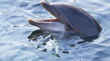 jong nieuwsgierig tuimelaar dolfijn glimlacht, speels gemeenschappelijk tursiops truncatus detailopname zwemmen onderwater. jumping uit van water foto