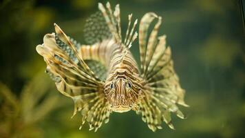 koraalduivel of pterois, een mooi roofzuchtig leeuw vis zwemt in zoeken van voedsel onderwater- foto