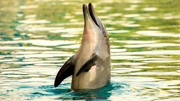 jong nieuwsgierig tuimelaar dolfijn glimlacht, speels gemeenschappelijk tursiops truncatus detailopname zwemmen onderwater. jumping uit van water foto