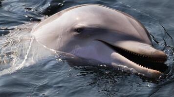 jong nieuwsgierig tuimelaar dolfijn glimlacht, speels gemeenschappelijk tursiops truncatus detailopname zwemmen onderwater. jumping uit van water foto