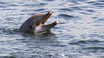 jong nieuwsgierig tuimelaar dolfijn glimlacht, speels gemeenschappelijk tursiops truncatus detailopname zwemmen onderwater. jumping uit van water foto