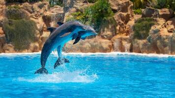 jong nieuwsgierig tuimelaar dolfijn glimlacht, speels gemeenschappelijk tursiops truncatus detailopname zwemmen onderwater. jumping uit van water foto