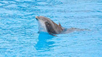 jong nieuwsgierig tuimelaar dolfijn glimlacht, speels gemeenschappelijk tursiops truncatus detailopname zwemmen onderwater. jumping uit van water foto