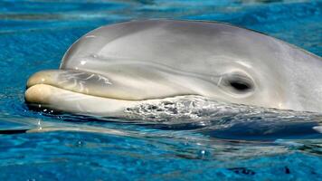 jong nieuwsgierig tuimelaar dolfijn glimlacht, speels gemeenschappelijk tursiops truncatus detailopname zwemmen onderwater. jumping uit van water foto