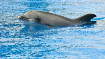 jong nieuwsgierig tuimelaar dolfijn glimlacht, speels gemeenschappelijk tursiops truncatus detailopname zwemmen onderwater. jumping uit van water foto