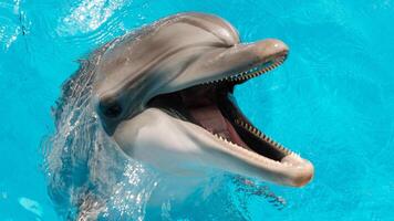 jong nieuwsgierig tuimelaar dolfijn glimlacht, speels gemeenschappelijk tursiops truncatus detailopname zwemmen onderwater. jumping uit van water foto