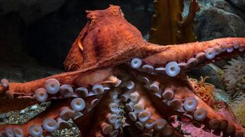 detailopname visie van een gemeenschappelijk Octopus vulgaris zwemmen onderwater, macro portret onder water foto