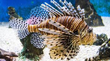 koraalduivel of pterois, een mooi roofzuchtig leeuw vis zwemt in zoeken van voedsel onderwater- foto