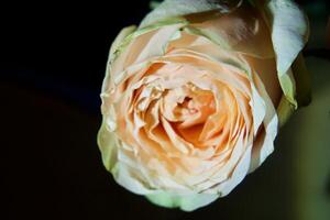 roos bloemen achtergrond foto