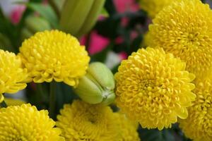 geel bloemen chrysant foto