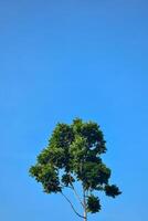 laag hoek single boom en blad Aan blauw lucht achtergrond foto