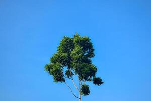 laag hoek single boom en blad Aan blauw lucht achtergrond foto