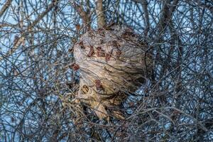 groot bijenkorf in een struik foto