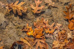 herfst bladeren onderwater- in de meer foto