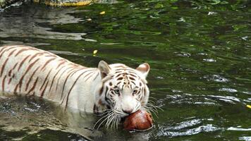 wit tijger in de rivier- Toneelstukken met een kokosnoot foto