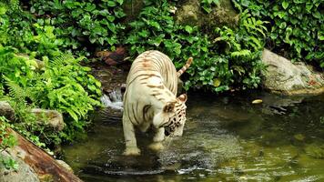 nieuwsgierig wit tijger in de water foto