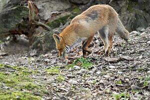 rood vos vulpes snuift voor prooi foto