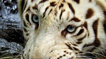 oog van de tijger. portret van een tijger. foto