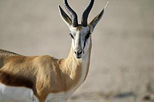 portret van een mannetje springbok foto