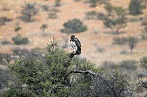 afrika krijgshaftig adelaar in de Kalahari kgalagadi grensoverschrijdend park foto