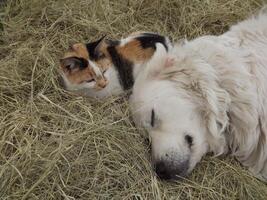 een calico kat en een Super goed Pyreneeën nestelde zich omhoog samen in de hooi. foto