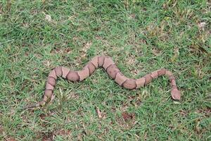 een Copperhead slang in Oklahoma. foto