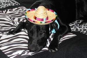 een zwart labrador retriever puppy vervelend een sombrero. foto